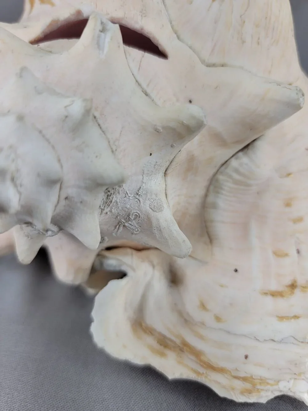 Vtg Natural Conch Seashell Shell Beach Nautical Home Decor Weathered Etched